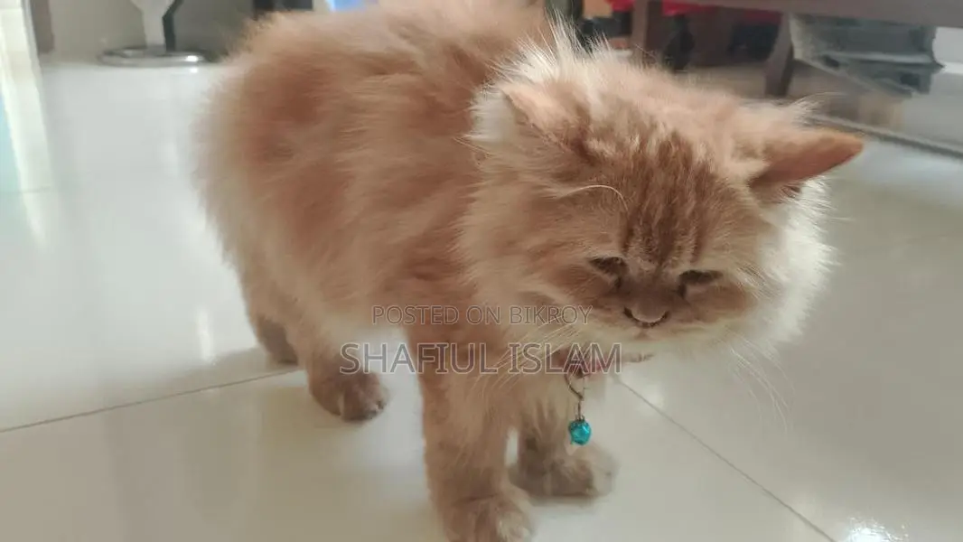 Ginger Persian Cat