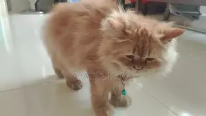Ginger Persian Cat