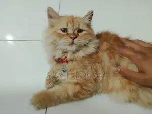 Ginger Persian Cat