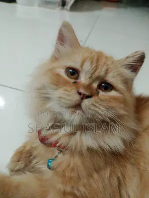 Ginger Persian Cat
