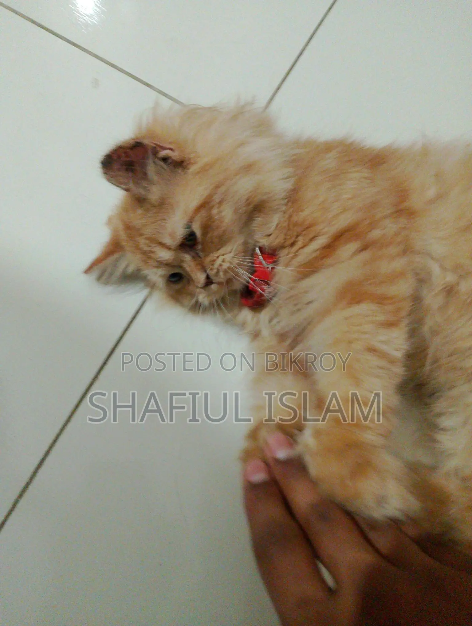 Ginger Persian Cat