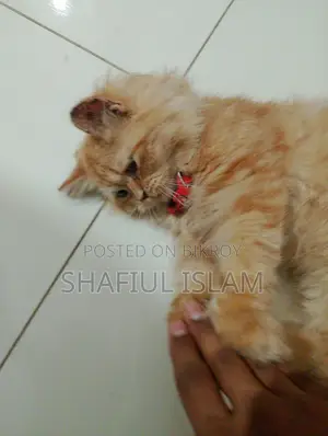 Ginger Persian Cat