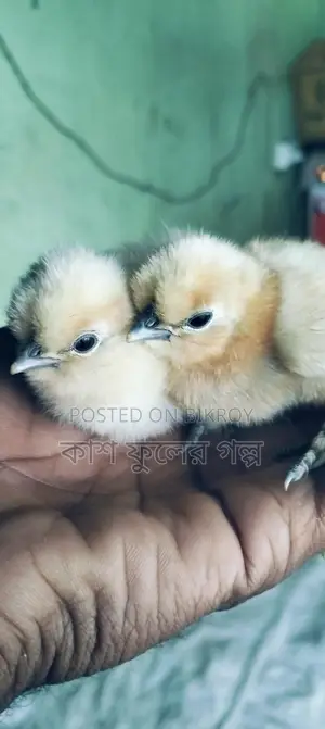 Silky Murgi Bby