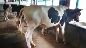 ১০৪৭ নং ভালো জাতের ৩টি বকনা ।