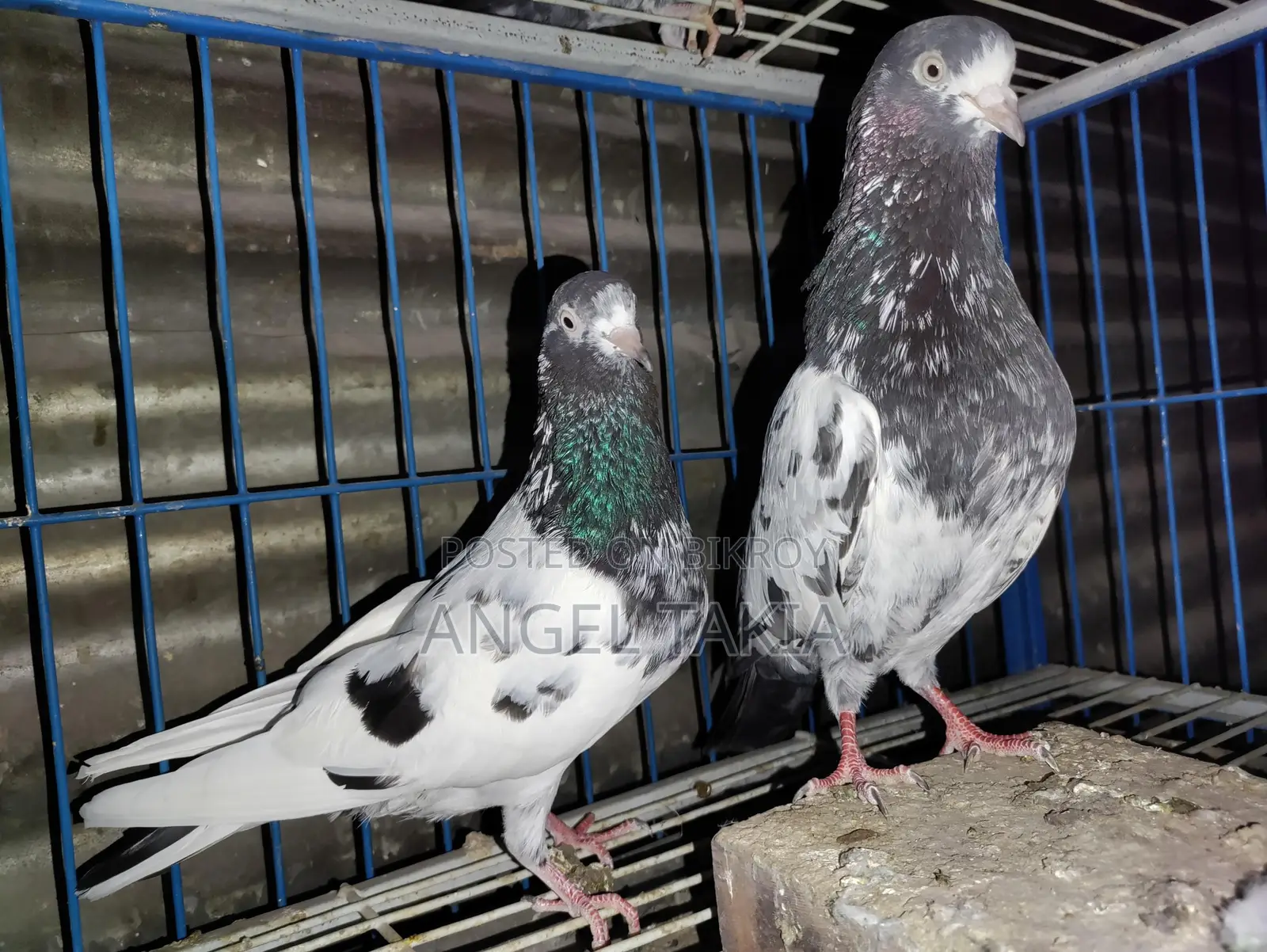Teady Running Pair