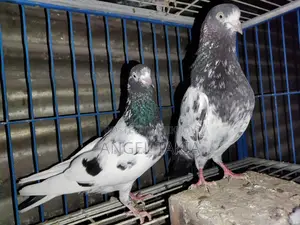 Teady Running Pair