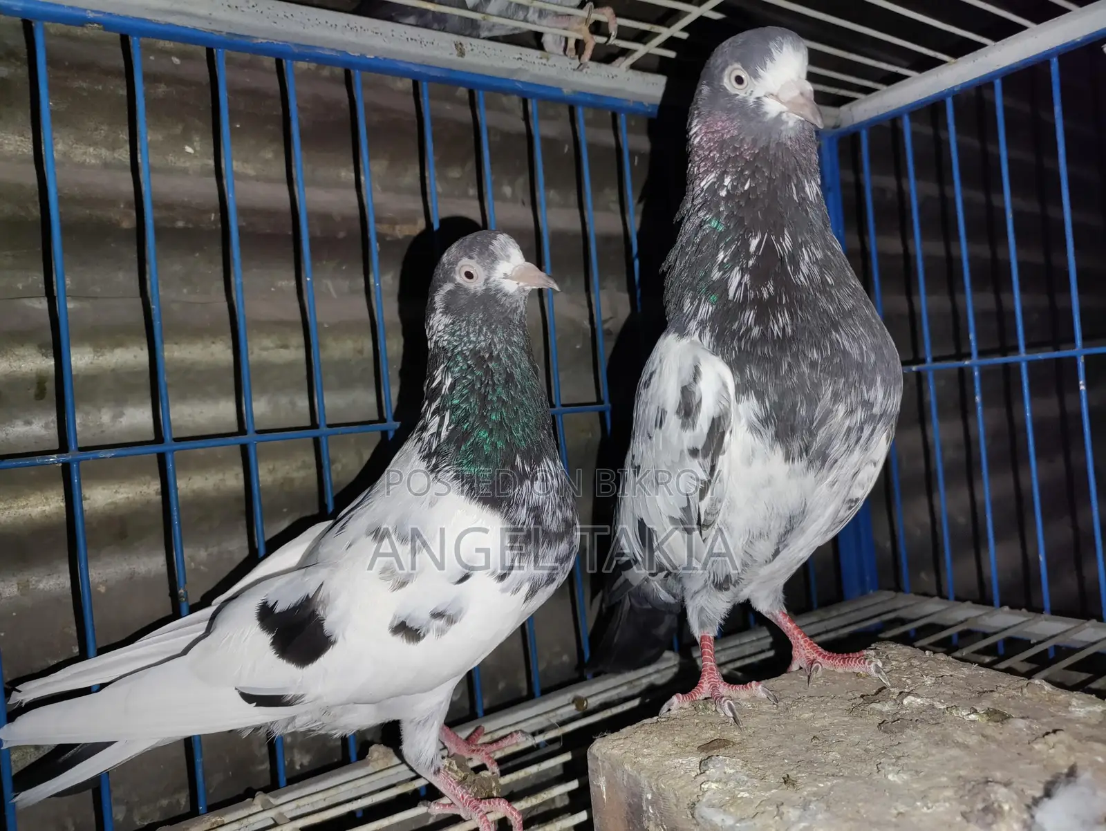 Teady Running Pair