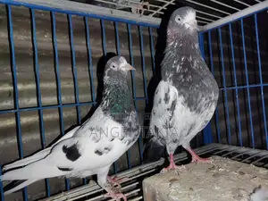 Teady Running Pair