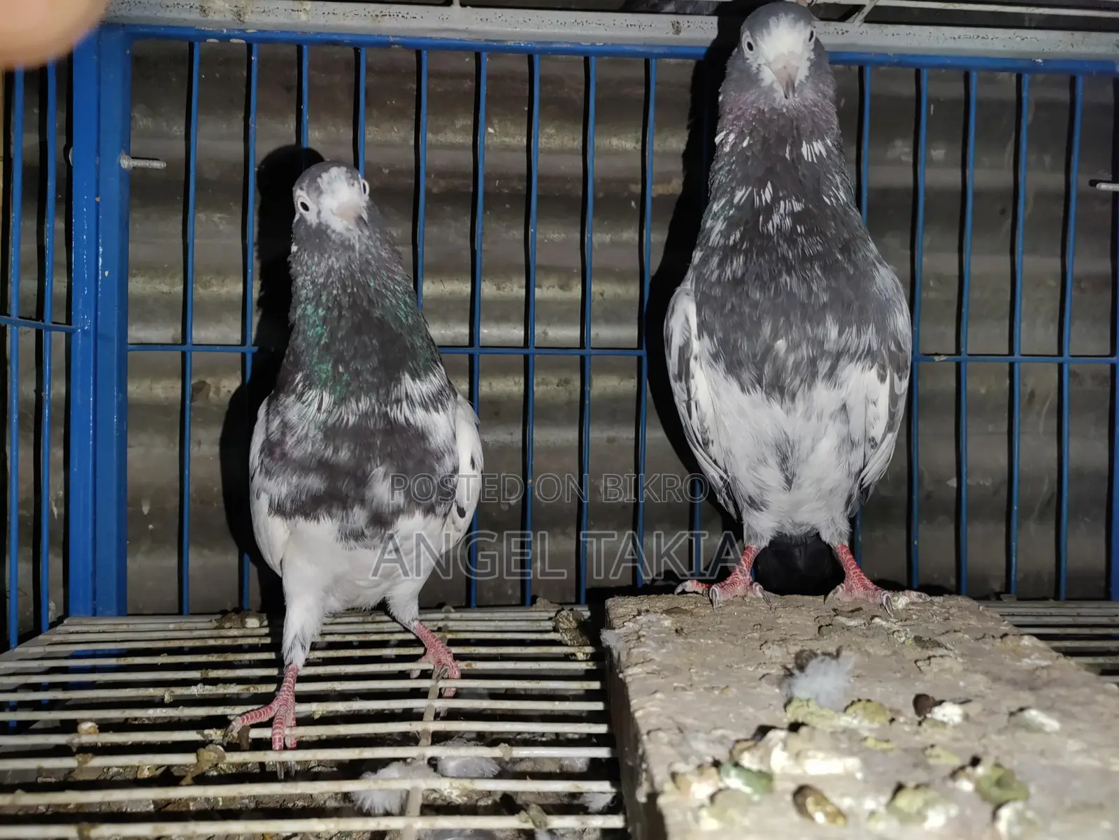 Teady Running Pair