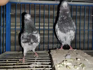 Teady Running Pair