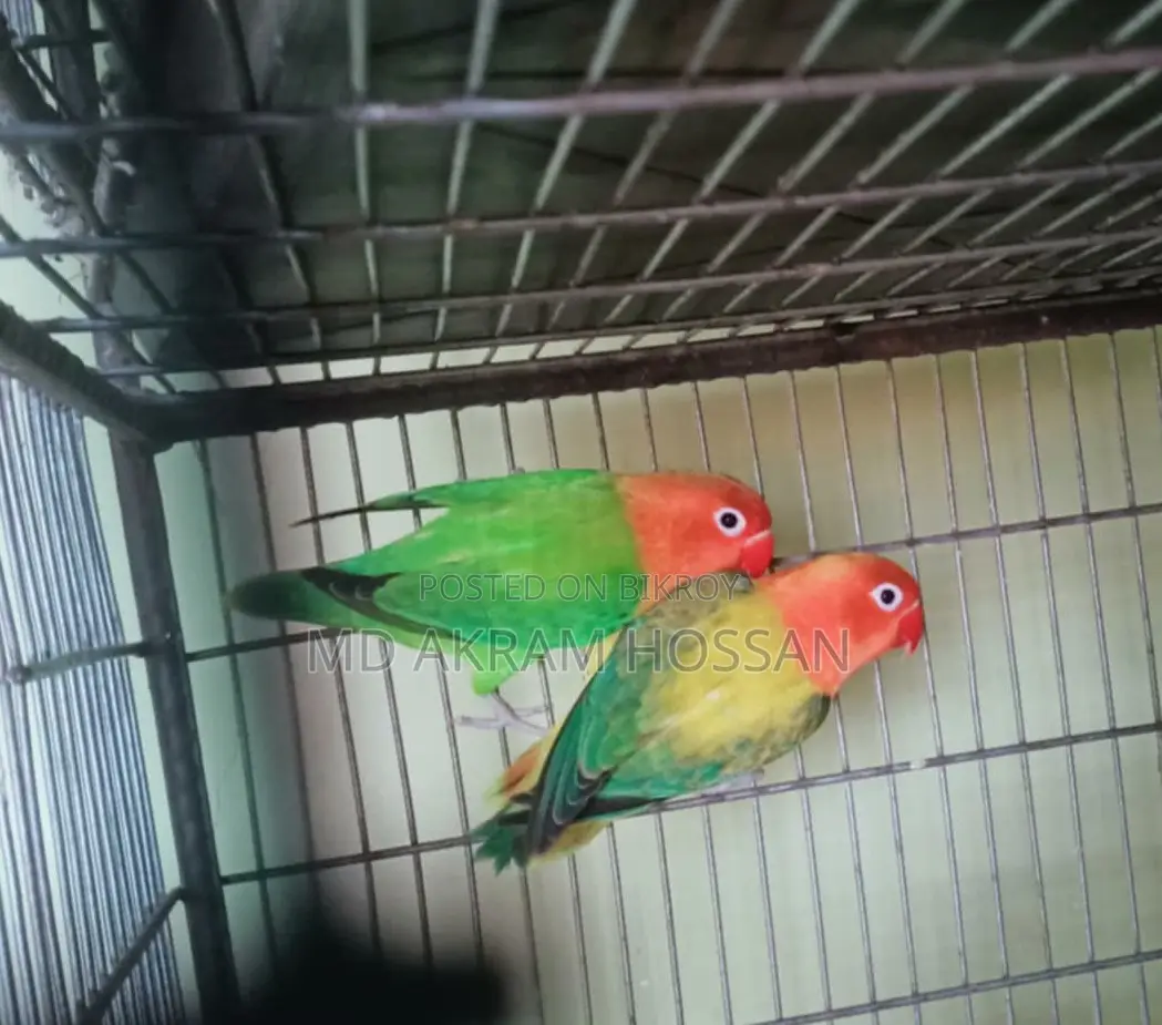 Lovebird Breeding Pair