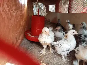 Silkie Brahma Chickens