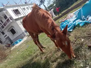 Selling My Pet Horse