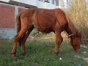 Selling My Pet Horse