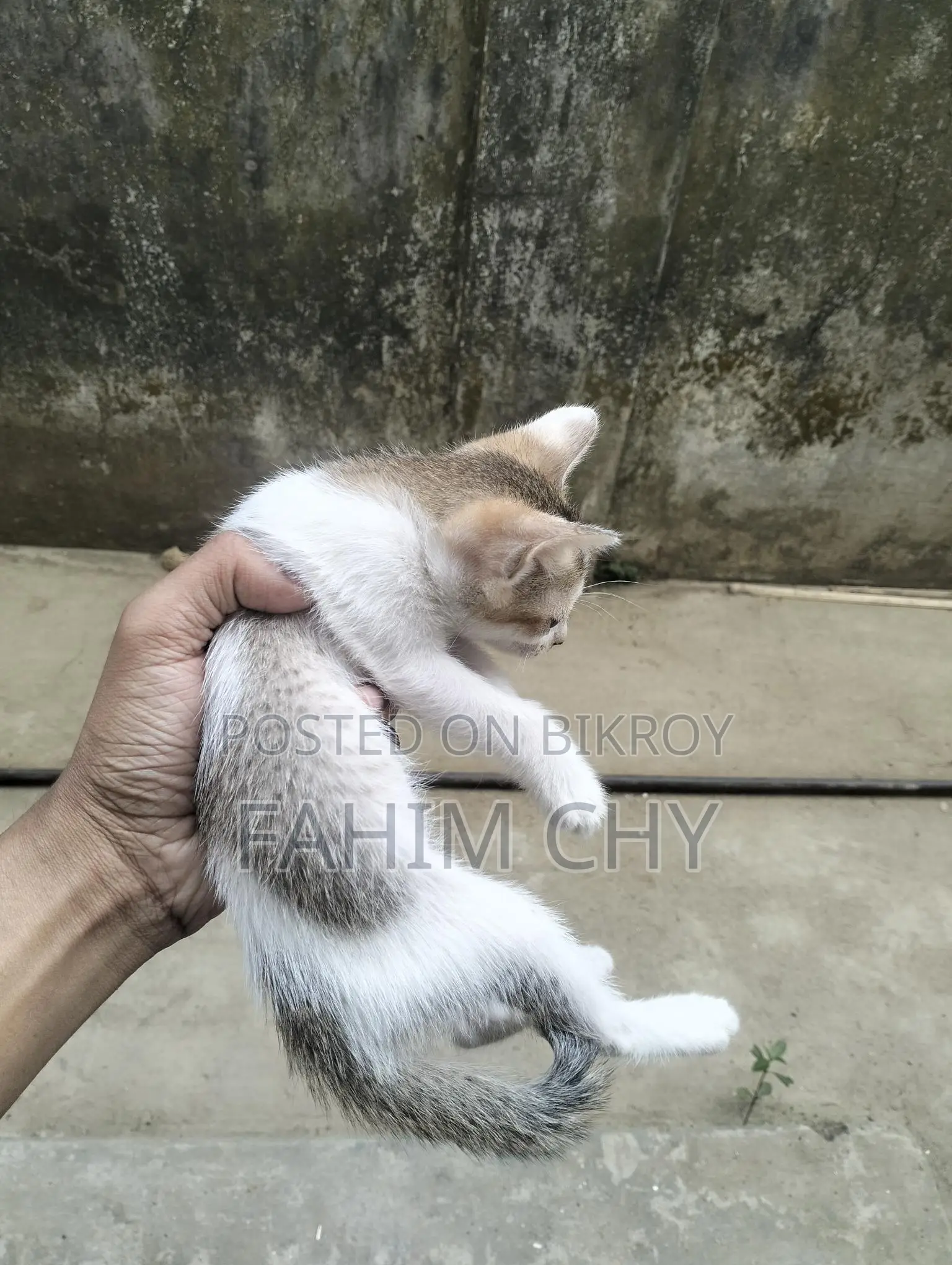 Cat for Adoption