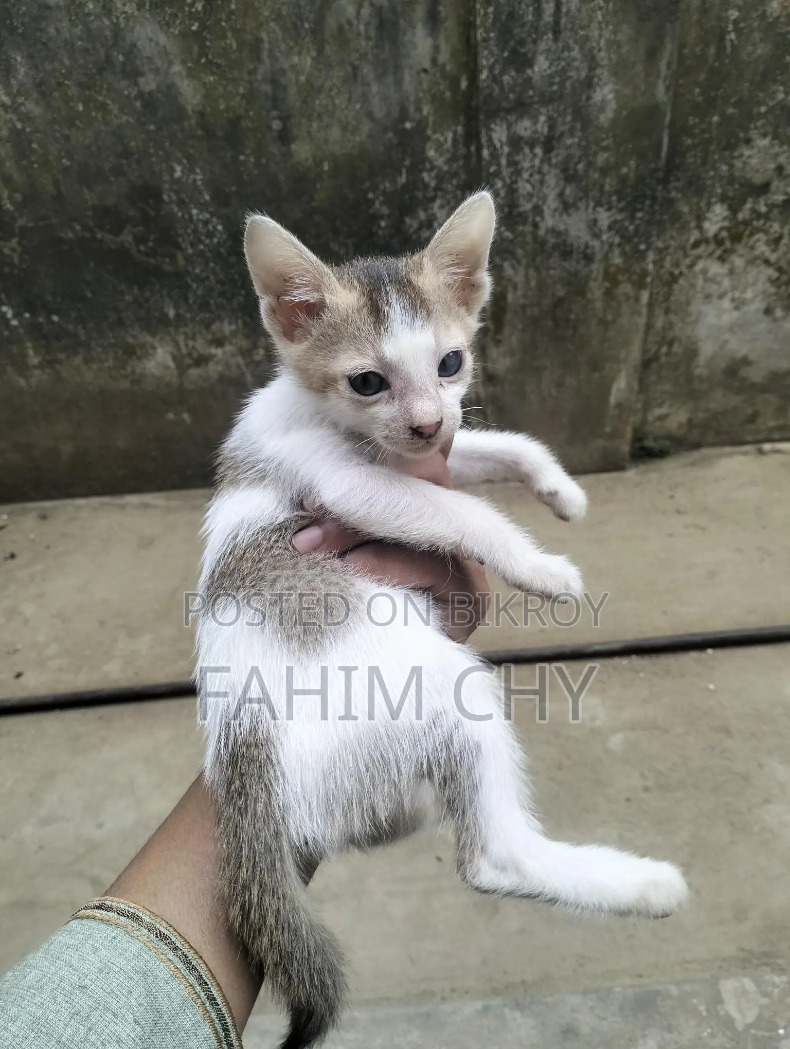 Cat for Adoption