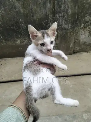 Cat for Adoption