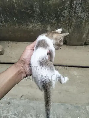 Cat for Adoption