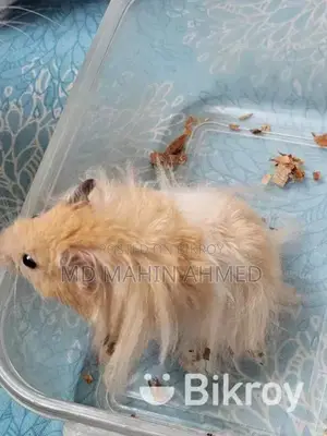 Syrian Long Hair Hamster Male