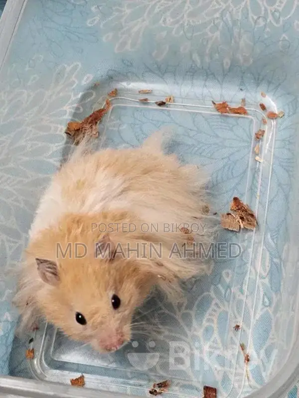 Syrian Long Hair Hamster Male
