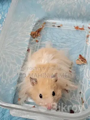 Syrian Long Hair Hamster Male