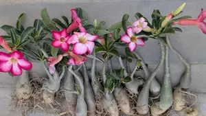 Adenium Plants
