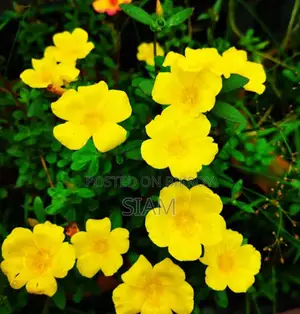 Time-Full Plant