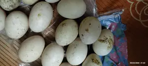 Chinese Duck Eggs