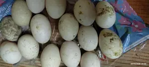 Chinese Duck Eggs