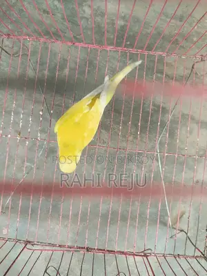 Lutino red eye runing female...
