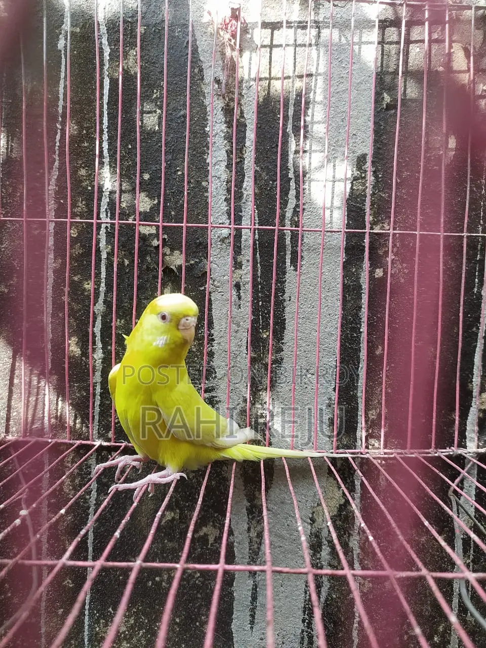 Lutino red eye runing female...