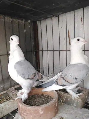 পিজিয়ন