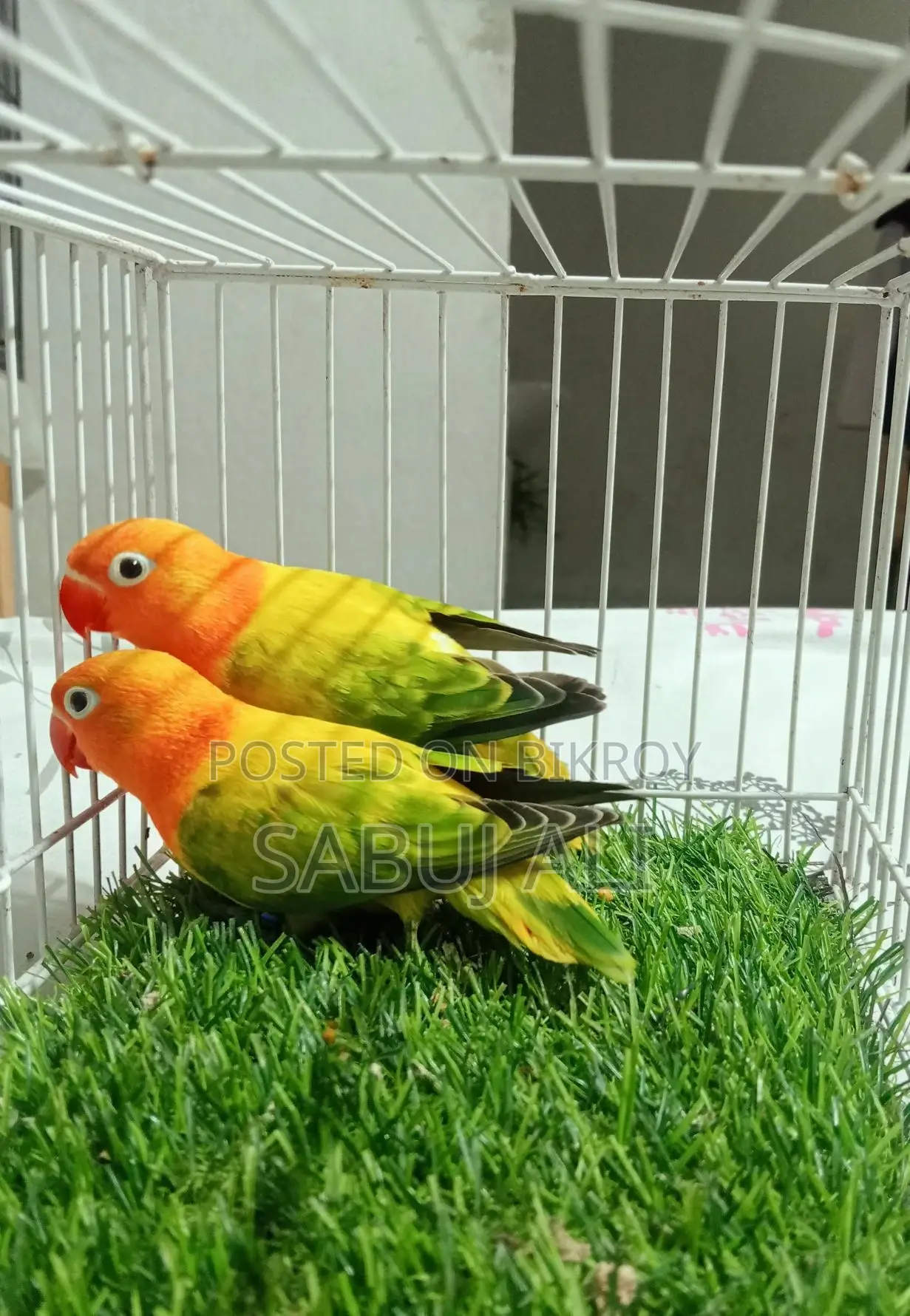 Love Bird