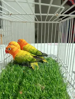 Love Bird