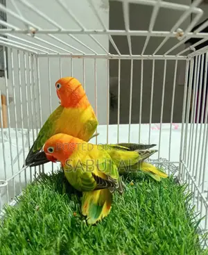 Love Bird
