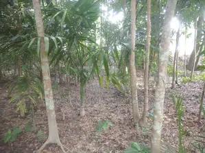 Various types of trees planted 100 yards inside from a 12-foot road
