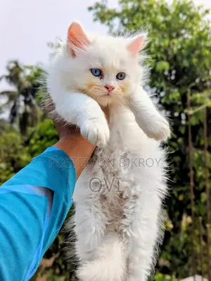 ঐতিহ্যবাহী পার্সিয়ান - ট্রিপল কোট