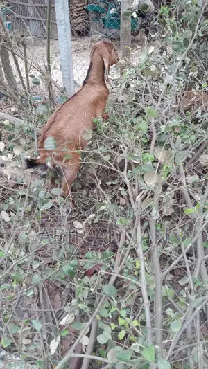খাশি ছাগল