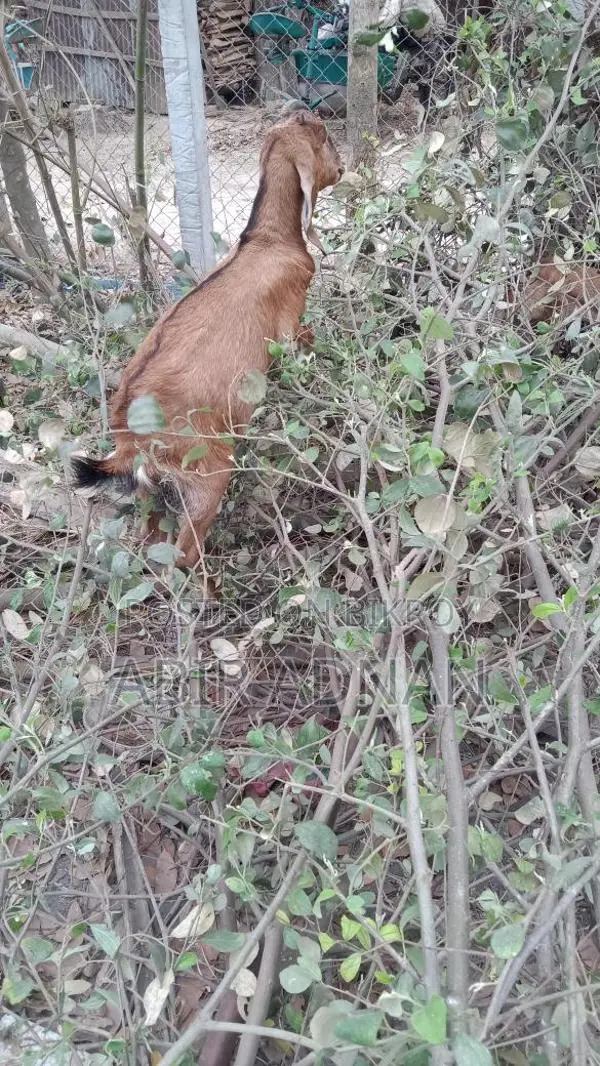 Goats for Sale