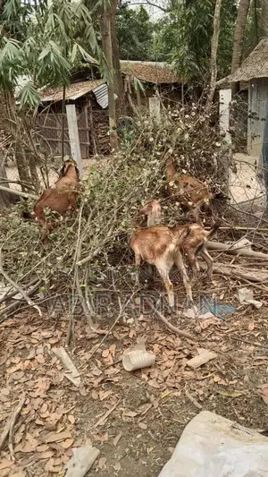 Goats for Sale