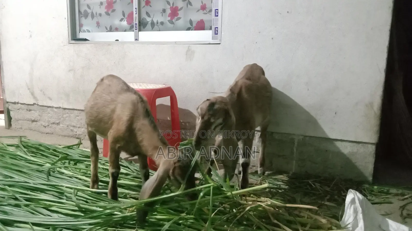 Goats for Sale