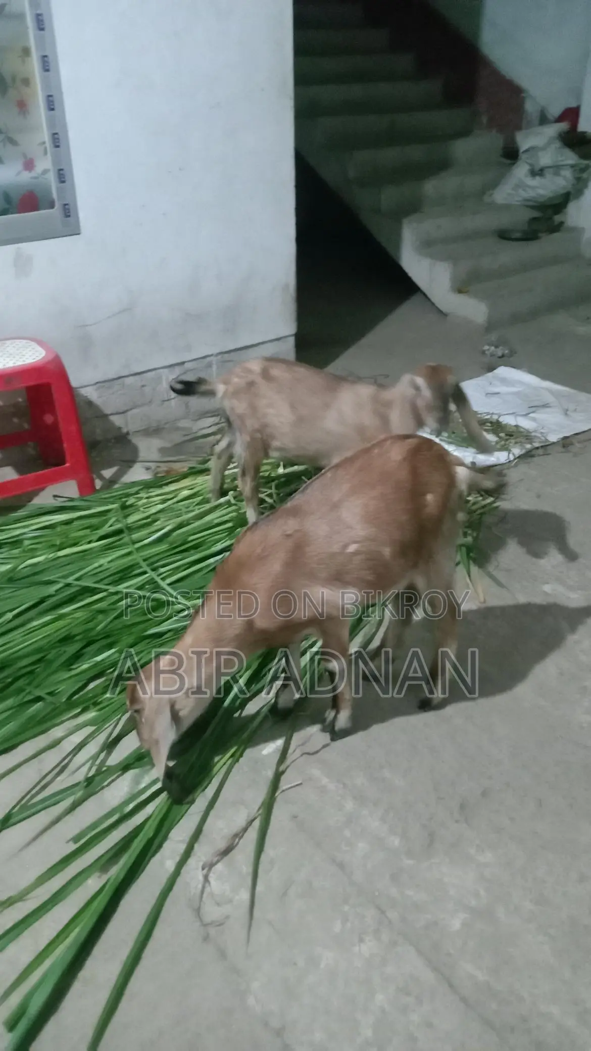 Goats for Sale