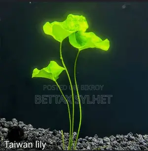 অ্যাকোয়ারিয়াম প্ল্যান্টস