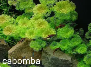 অ্যাকোয়ারিয়াম প্ল্যান্টস