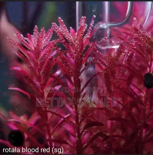 অ্যাকোয়ারিয়াম প্ল্যান্টস