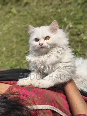 ছেলে বিড়াল বিক্রি হবে