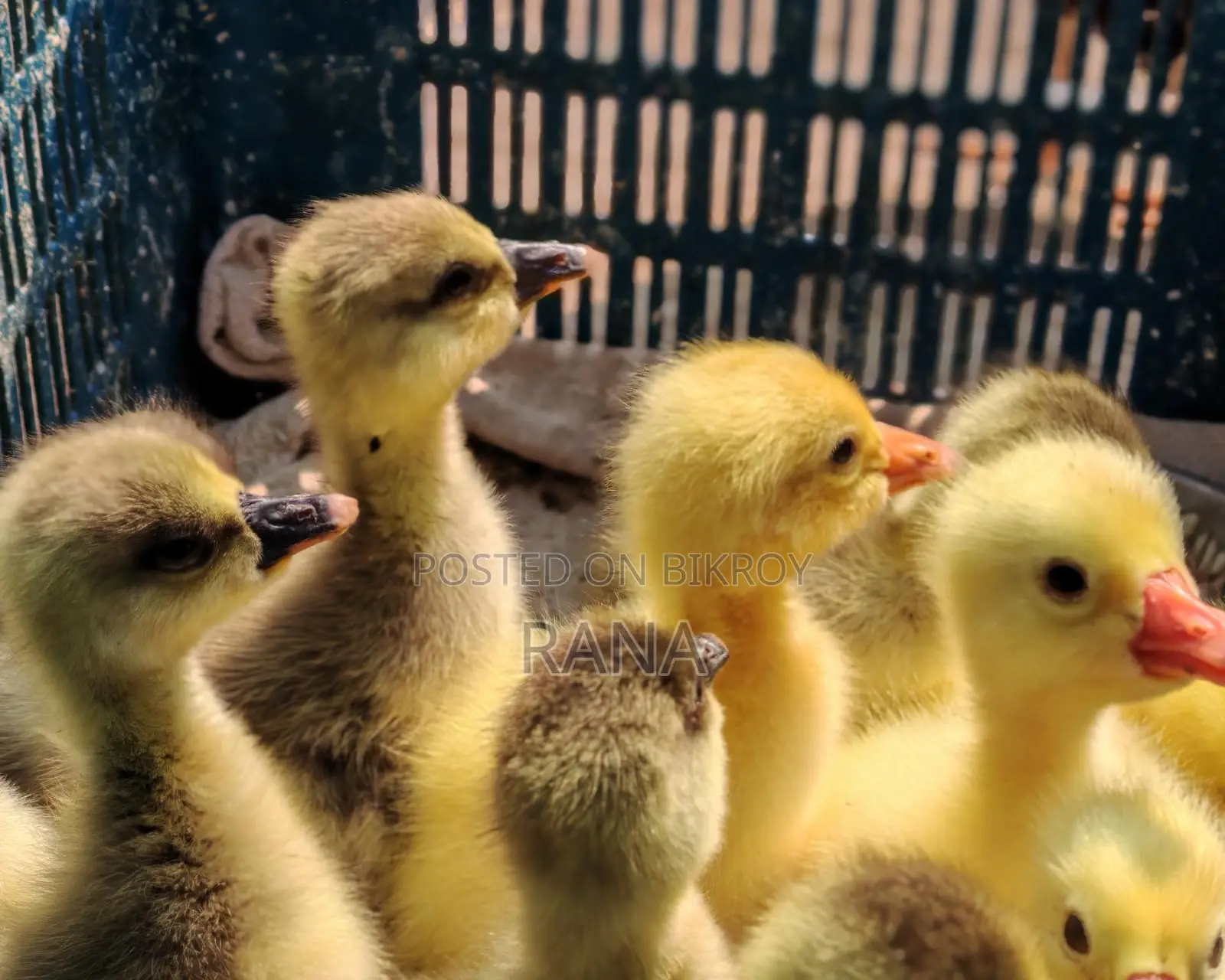 Ducklings