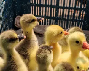 Ducklings