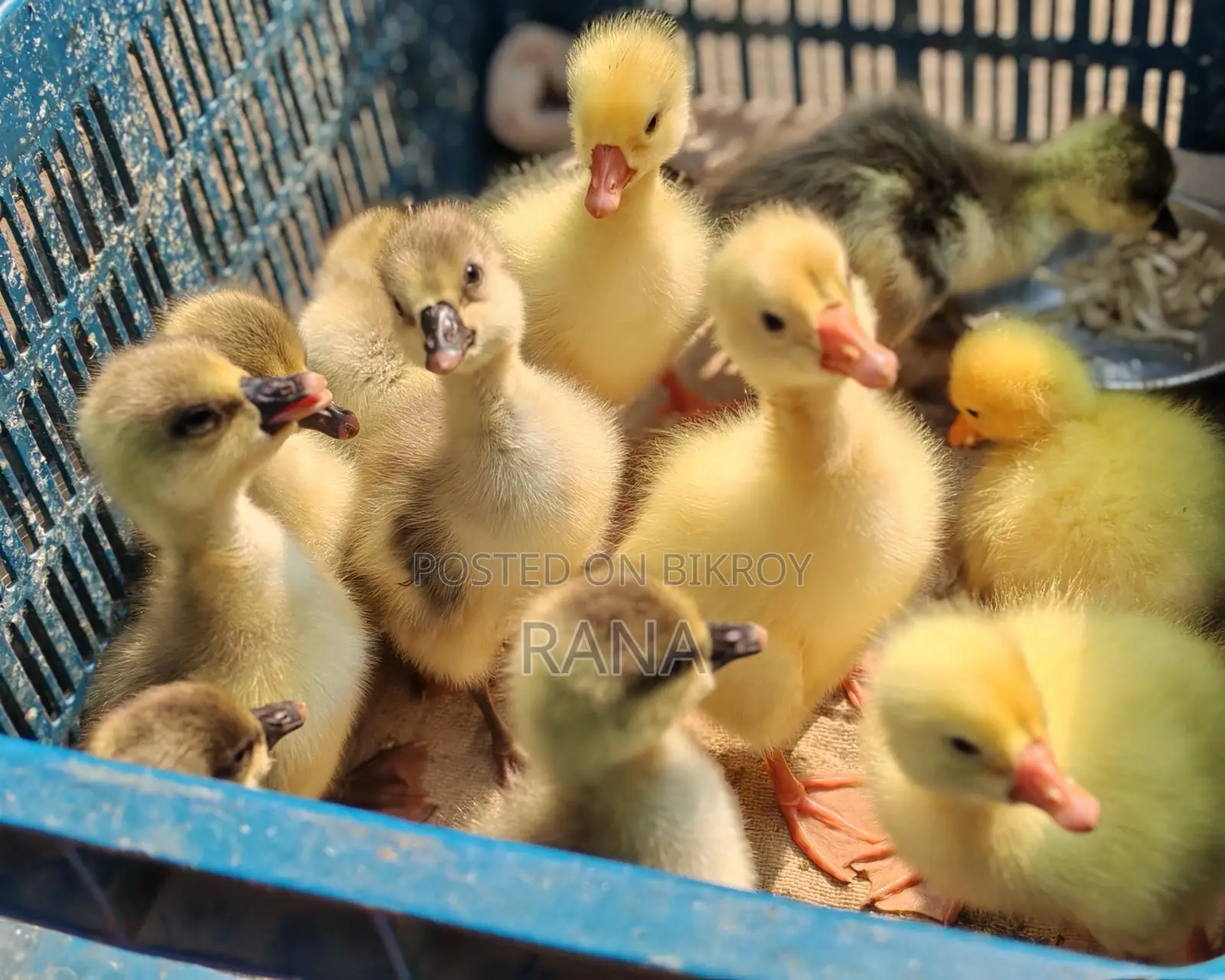 Ducklings