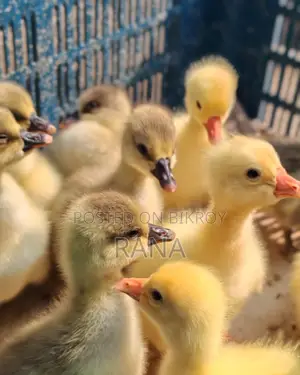 Ducklings